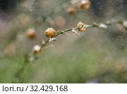 Макросъемка природы. Стоковое фото, фотограф Игорь Пересвет / Фотобанк Лори