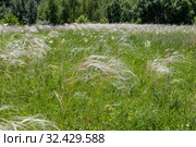 Ковыль (Stipa Pulcherrima) на остепненном лугу. Стоковое фото, фотограф Ольга Сейфутдинова / Фотобанк Лори