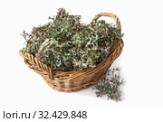 Исландский мох в корзинке (Cetraria islandica) на белом фоне. Стоковое фото, фотограф Александр Романов / Фотобанк Лори