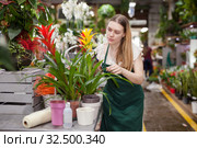 Female florist takes care of bromelia flowers in a flower shop. Стоковое фото, фотограф Яков Филимонов / Фотобанк Лори