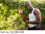 Afro-american farmer harvesting bitter melon (Momordica charantia) on plantation. Стоковое фото, фотограф Яков Филимонов / Фотобанк Лори
