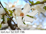 Белый цветок магнолии кобус (Magnolia kobus DC.) Стоковое фото, фотограф Ирина Борсученко / Фотобанк Лори