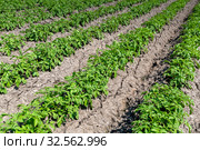 Поле картофеля (Potato field) Стоковое фото, фотограф Ольга Сейфутдинова / Фотобанк Лори