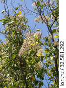 Ломонос виноградолистный (Clematis vitalba L.). Побеги с плодами на ветви дерева. Крым, Судакский район (2019 год). Стоковое фото, фотограф Щеголева Ольга / Фотобанк Лори