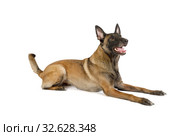 Cute Belgian shepherd dog Malinois lying on a white. Стоковое фото, фотограф Алексей Кузнецов / Фотобанк Лори