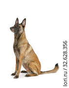 Purebred Belgian shepherd dog Malinois sitting on a white. Стоковое фото, фотограф Алексей Кузнецов / Фотобанк Лори