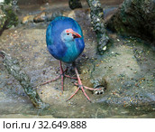 Султанка. Purple gallinule. Стоковое фото, фотограф Галина Савина / Фотобанк Лори