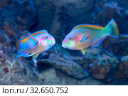 Рыба-попугай (Parrotfish). Два самца в брачный период. Стоковое фото, фотограф Татьяна Белова / Фотобанк Лори