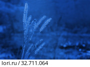 Timothy grass toned in blue color. Classic blue 2020. Стоковое фото, фотограф Майя Крученкова / Фотобанк Лори