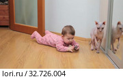 Baby girl playing with ball while lying on floor, sphynx cat trying to touch toy with paw. Стоковое видео, видеограф Кекяляйнен Андрей / Фотобанк Лори