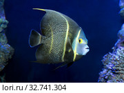Французский ангел (Pomacanthus paru). Морская рыба. Стоковое фото, фотограф Татьяна Белова / Фотобанк Лори