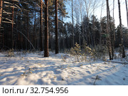 В зимнем сосновом лесу закат. Зима. Стоковое фото, фотограф Анатолий Матвейчук / Фотобанк Лори