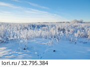 Зимний пейзаж с заснеженной травой. Стоковое фото, фотограф Елена Коромыслова / Фотобанк Лори