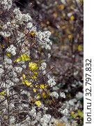 The climbing shrub (Clematis vitalba) with seeds close-up. Стоковое фото, фотограф Татьяна Ляпи / Фотобанк Лори