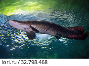 Гигантская арапаима - речная рыба  Arapaima gigas. Стоковое фото, фотограф Татьяна Белова / Фотобанк Лори