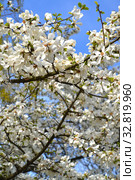 Цветущая магнолия кобус (Magnolia kobus DC.) Стоковое фото, фотограф Ирина Борсученко / Фотобанк Лори