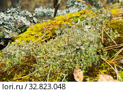 Лишайник кладония на гнилом дереве. lichen Cladonia on a rotten tree. Стоковое фото, фотограф Евгений Романов / Фотобанк Лори
