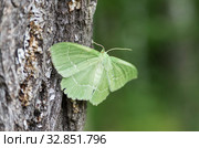 Бабочка пяденица зеленая большая на стволе дерева. Butterfly large emerald (Geometra papilionaria) on a tree trunk. Стоковое фото, фотограф Евгений Романов / Фотобанк Лори