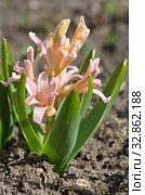 Розовый гиацинт сорта "Джипси Куин" (лат. Hyacinthus Gypsy Queen) Стоковое фото, фотограф Елена Коромыслова / Фотобанк Лори