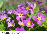 Примула обыкновенная (лат. Primula vulgaris) цветет в весеннем саду. Стоковое фото, фотограф Елена Коромыслова / Фотобанк Лори
