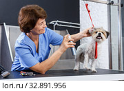 Woman grooming havanese with cosmetics. Стоковое фото, фотограф Яков Филимонов / Фотобанк Лори