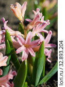 Розовый гиацинт сорта "Джипси Куин" (лат. Hyacinthus Gypsy Queen) крупным планом. Стоковое фото, фотограф Елена Коромыслова / Фотобанк Лори