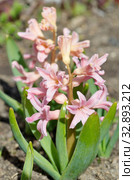 Розовый гиацинт сорта "Джипси Куин" (лат. Hyacinthus Gypsy Queen) цветет в саду. Стоковое фото, фотограф Елена Коромыслова / Фотобанк Лори