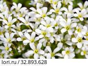 Chickweed blooms macro in the garden outdoors (Cerastium uralense) Стоковое фото, фотограф Евгений Ткачёв / Фотобанк Лори