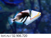 Спинорог Пикассо колючий (акулеатус) Rhinecanthus aculeatus. Стоковое фото, фотограф Татьяна Белова / Фотобанк Лори