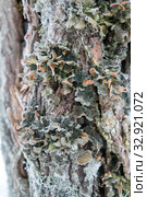 Лобария лёгочная (лат. Lobaria pulmonaria). Лишайник растет на дереве в лесу. Россия. Северная Карелия. Стоковое фото, фотограф Наталья Осипова / Фотобанк Лори