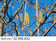 Серёжки ольхи крупным планом на фоне голубого неба. Стоковое фото, фотограф Елена Коромыслова / Фотобанк Лори