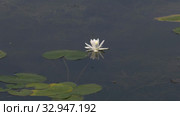 Карьерное озеро с белыми кувшинками. Quarry lake with white water lilies. Стоковое видео, видеограф Евгений Романов / Фотобанк Лори