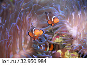 Рыбки-клоуны или амфиприоны (Amphiprioninae, Amphiprion) в актинии. Стоковое фото, фотограф Татьяна Белова / Фотобанк Лори