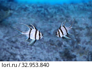 Апогон тюлевый или Рыба Кардинал Бангай (Pterapogon kauderni) Стоковое фото, фотограф Татьяна Белова / Фотобанк Лори