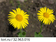 Дороникум (лат. Doronicum) крупным планом. Стоковое фото, фотограф Елена Коромыслова / Фотобанк Лори