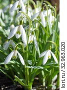 Подснежники Воронова (лат. Galanthus woronowii) крупным планом. Стоковое фото, фотограф Елена Коромыслова / Фотобанк Лори