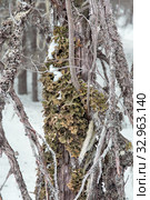 Лобария лёгочная (лат. Lobaria pulmonaria). Лишайник растет на дереве в лесу. Россия. Северная Карелия. Стоковое фото, фотограф Наталья Осипова / Фотобанк Лори
