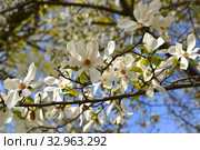Магнолия кобус (Magnolia kobus DC.). Ветка с цветами. Стоковое фото, фотограф Ирина Борсученко / Фотобанк Лори