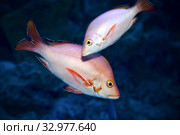 Горбатый луциан  - Humpback red snapper  (Lutjanus gibbus) Стоковое фото, фотограф Татьяна Белова / Фотобанк Лори