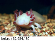 Аксолотль (Ambystoma mexicanum) Стоковое фото, фотограф Татьяна Белова / Фотобанк Лори