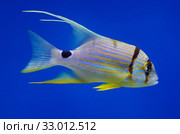 Золотой полосатый окунь (Symphorichthys spilurus) Стоковое фото, фотограф Natalia Sidorova / Фотобанк Лори
