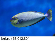 Носорог Вламинга (Naso vlamingii, Bignose unicornfish) Стоковое фото, фотограф Natalia Sidorova / Фотобанк Лори