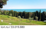 nature in Abkhazia near New Athos in summer. Стоковое видео, видеограф Володина Ольга / Фотобанк Лори
