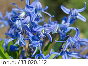 Сцилла двулистная Таурика или пролеска (лат. Scilla difolia L.) Стоковое фото, фотограф Елена Коромыслова / Фотобанк Лори