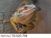 Бородатая агама, или бородатая ящерица (лат. Pogona vitticeps) в домашнем террариуме. Стоковое фото, фотограф Владимир Сергеев / Фотобанк Лори