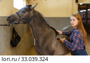 Woman shearing gray horse with trimmer. Стоковое фото, фотограф Яков Филимонов / Фотобанк Лори