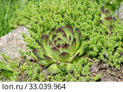 Молодило (лат. Sempervivum) и очиток едкий (лат. Sedum acre) на клумбе в саду. Стоковое фото, фотограф Елена Коромыслова / Фотобанк Лори
