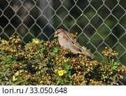 Воробей домовый обыкновенный (лат. Passer domesticus) Стоковое фото, фотограф lana1501 / Фотобанк Лори