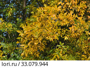 Ясень обыкновенный, или высокий (Fraxinus excelsior, European Ash) осенью. Стоковое фото, фотограф lana1501 / Фотобанк Лори