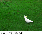 Sulphur-crested Cockatoo. Стоковое фото, фотограф Andreas Altenburger / Smarterpix / Фотобанк Лори